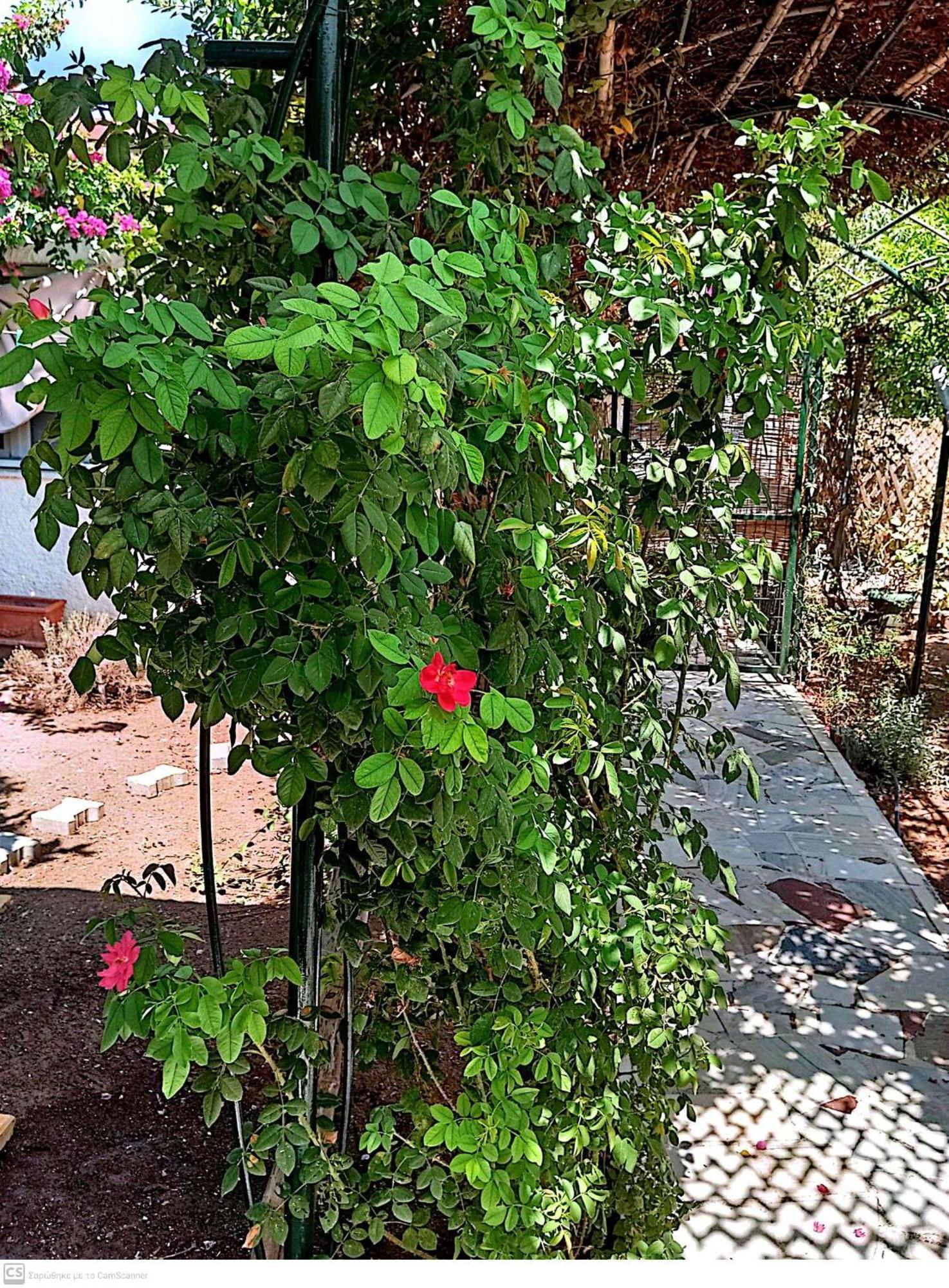 Εξοχικό Maria Villa Ambelakia Dış mekan fotoğraf
